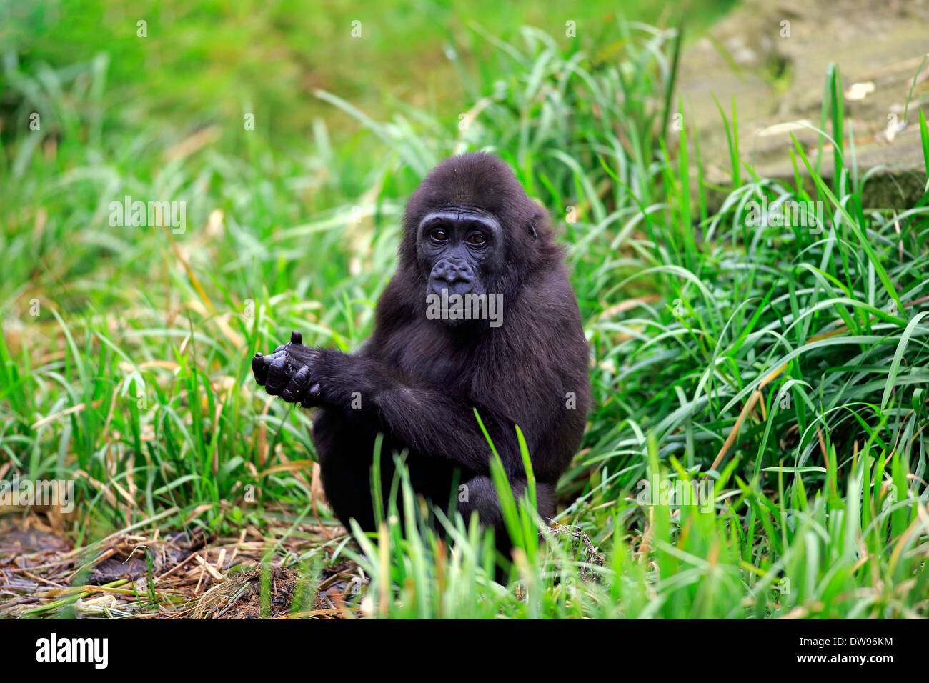 Gorille de plaine de l'ouest (Gorilla gorilla gorilla), les jeunes, Apeldoorn, Pays-Bas Banque D'Images