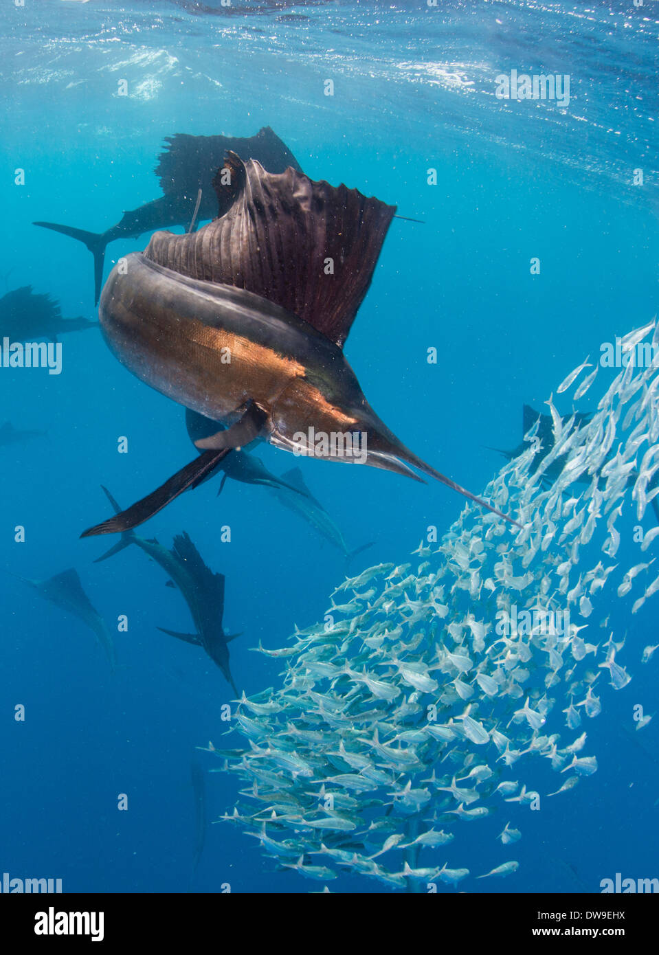 Voilier de l'espagnol de chasse des sardines, Isla Mujeres, Yucatan, Mexique Banque D'Images