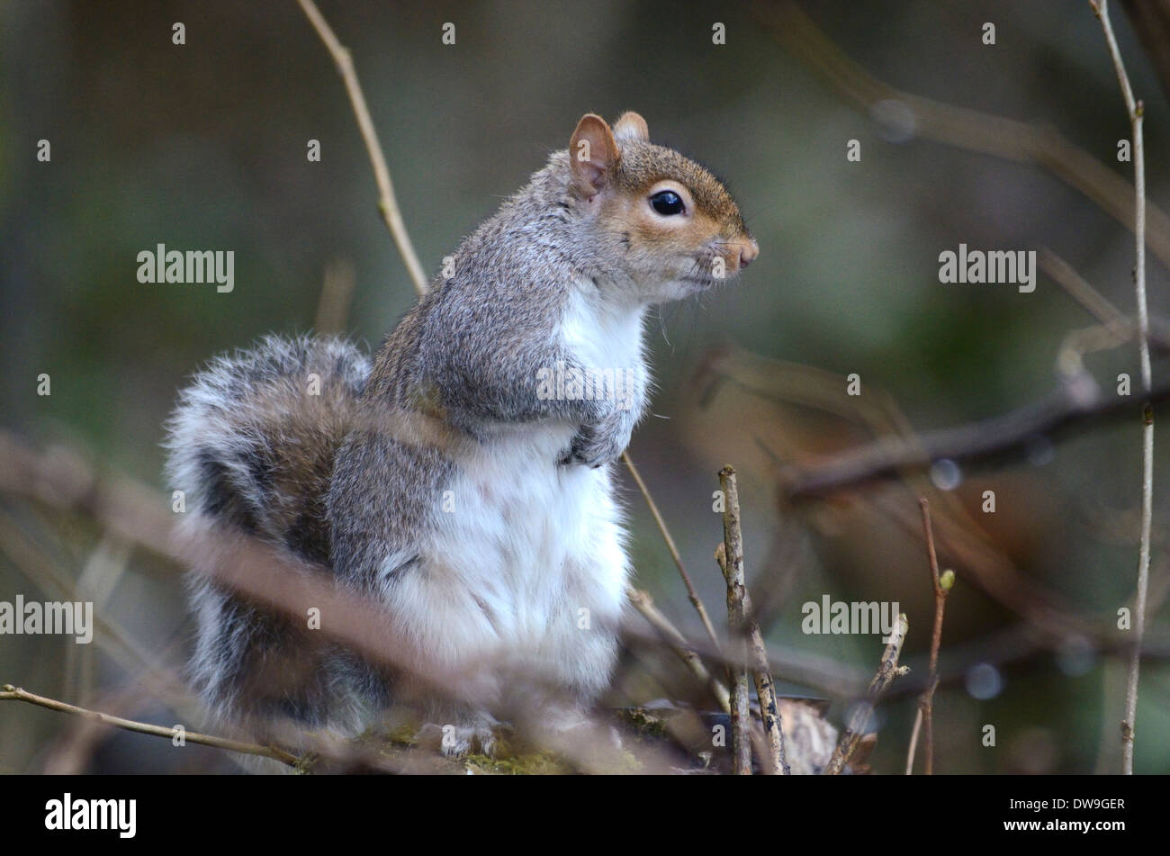 Un écureuil dans un arbre gris UK Banque D'Images