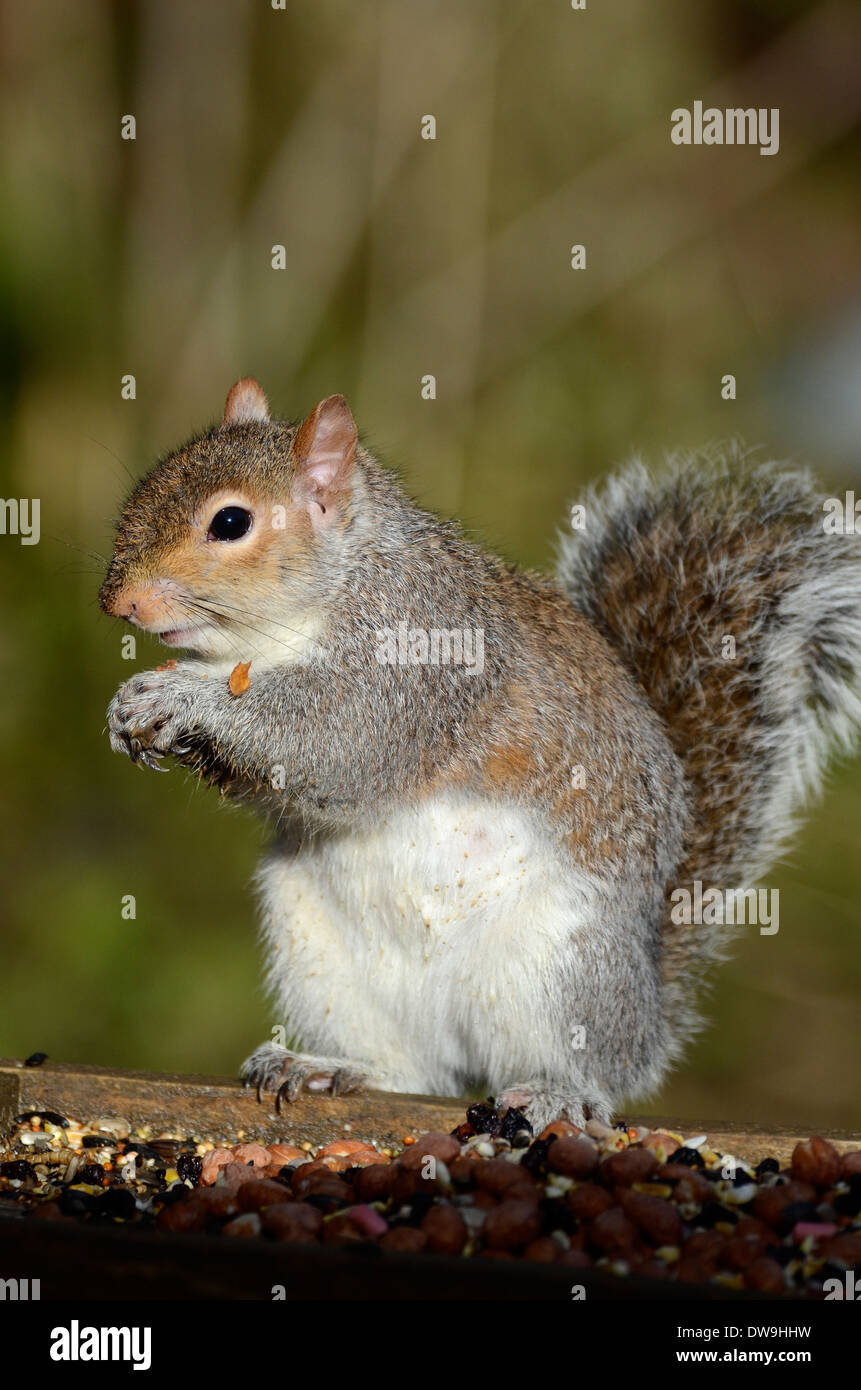 Un écureuil gris sur une branche UK Banque D'Images