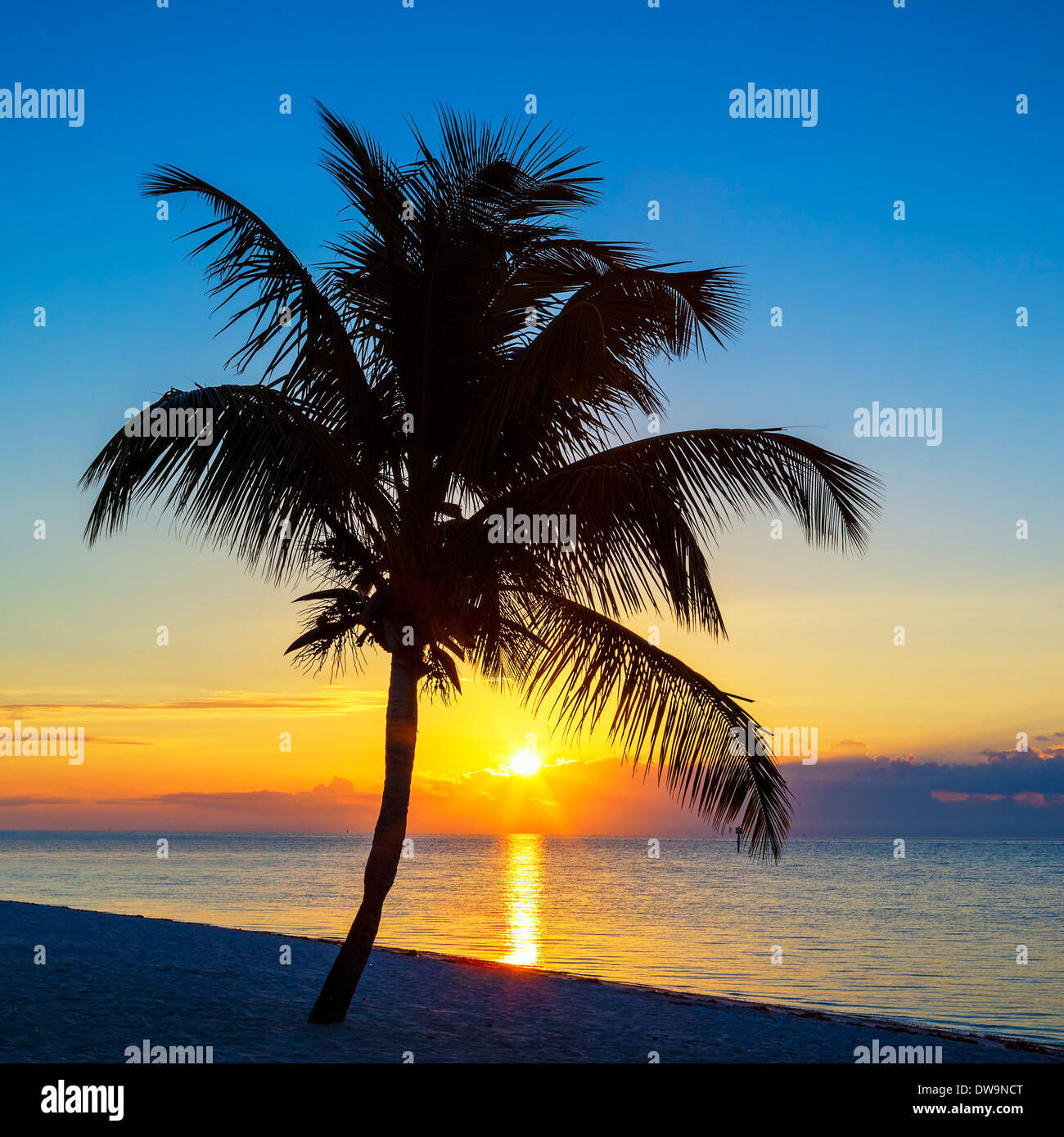 Vue sur la plage avec palmier au coucher du soleil, Key West, États-Unis Banque D'Images
