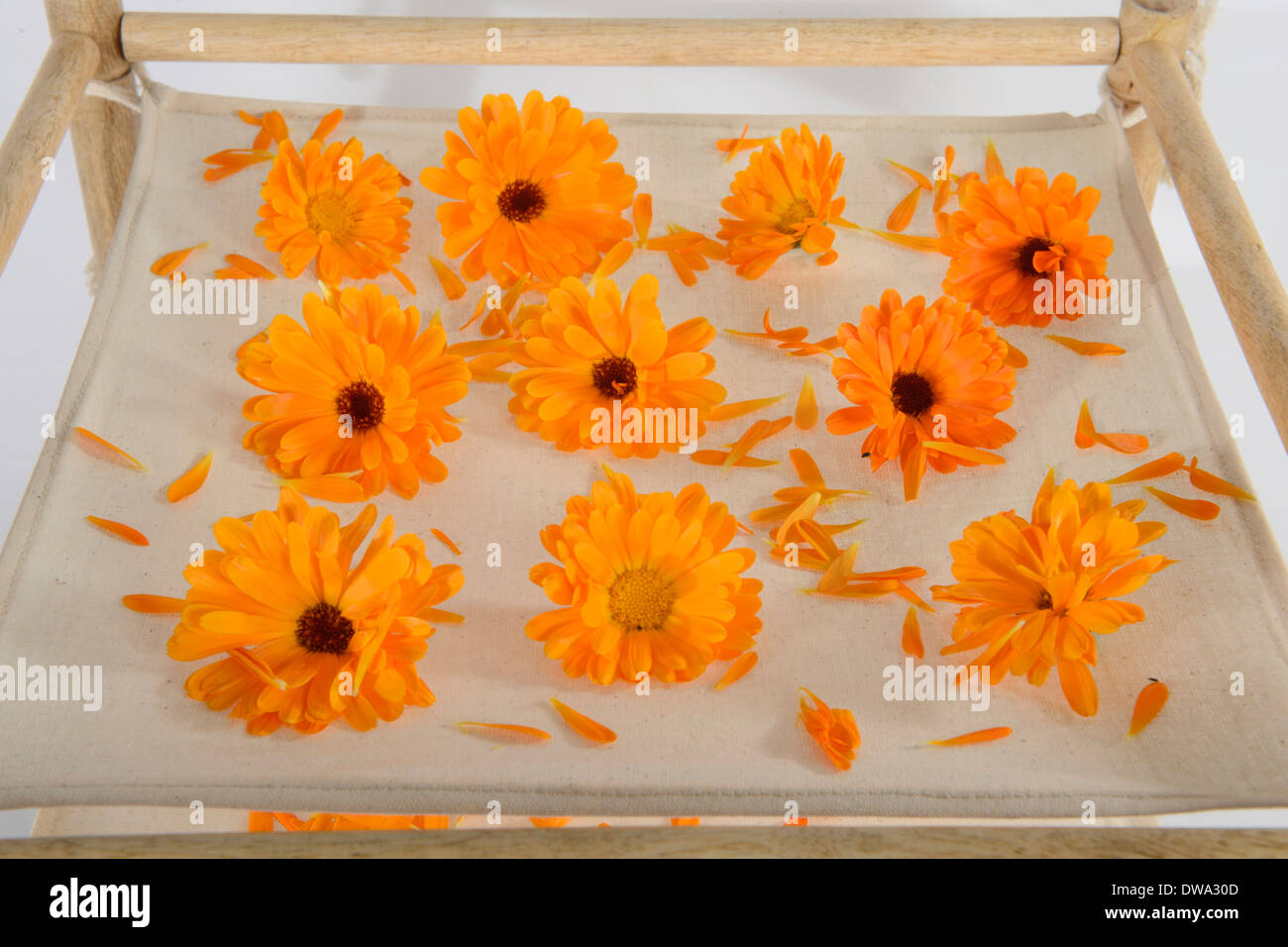 Marigold jardin Banque D'Images