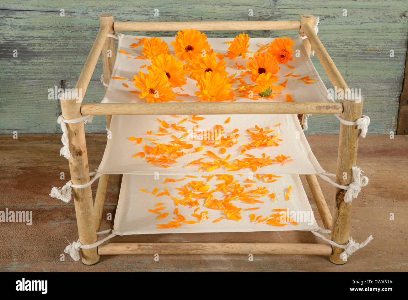 Marigold jardin Banque D'Images