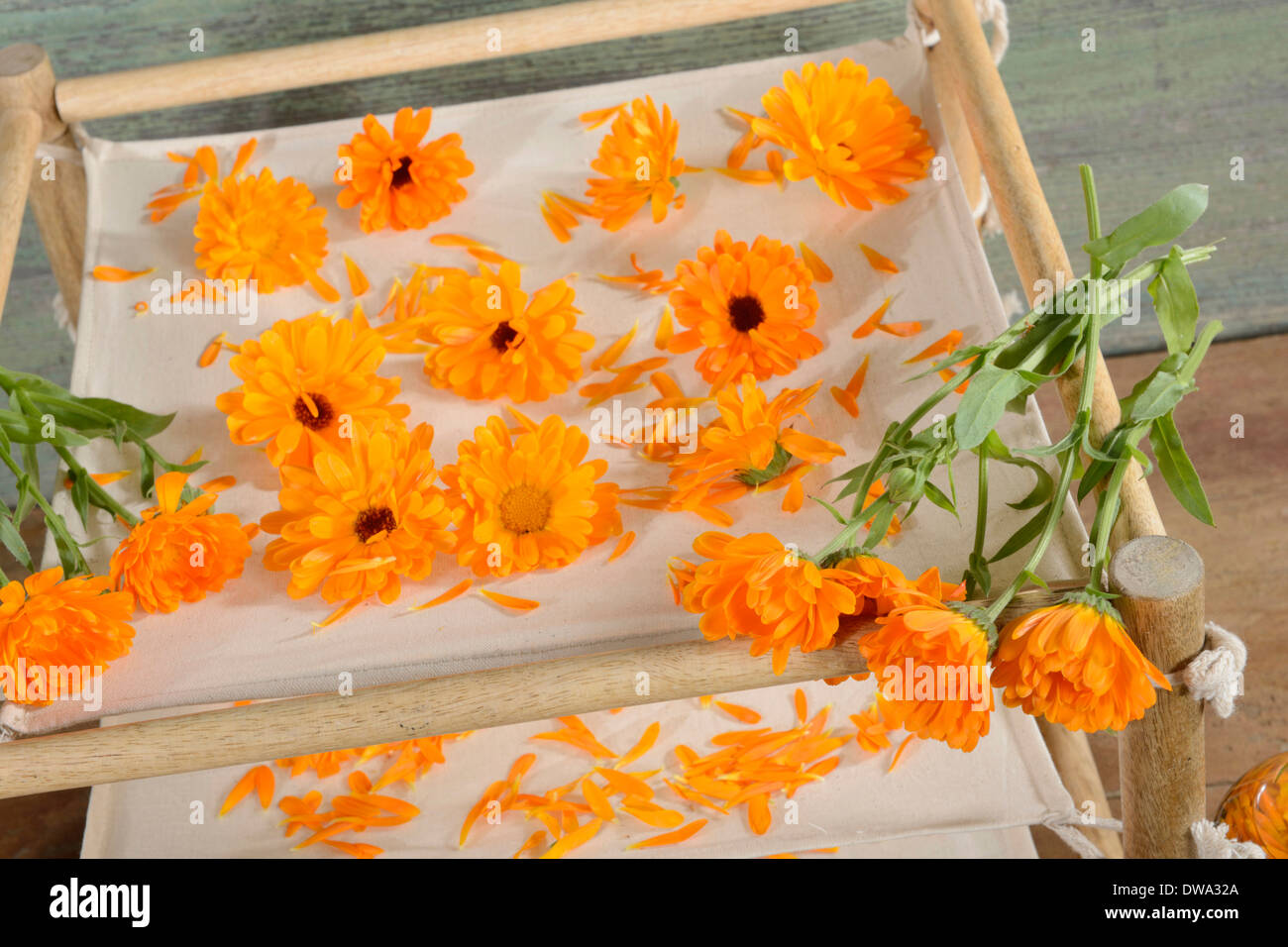 Marigold jardin Banque D'Images