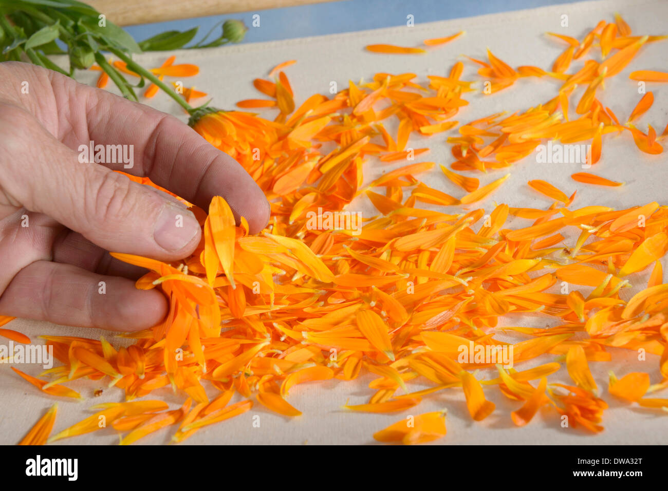 Marigold jardin Banque D'Images