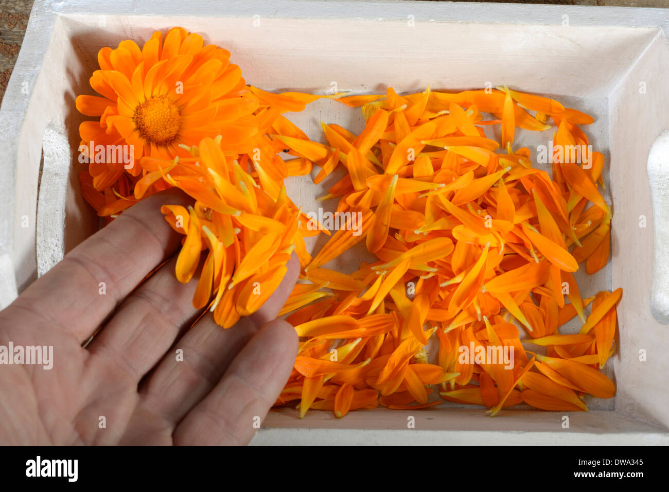 Marigold jardin Banque D'Images