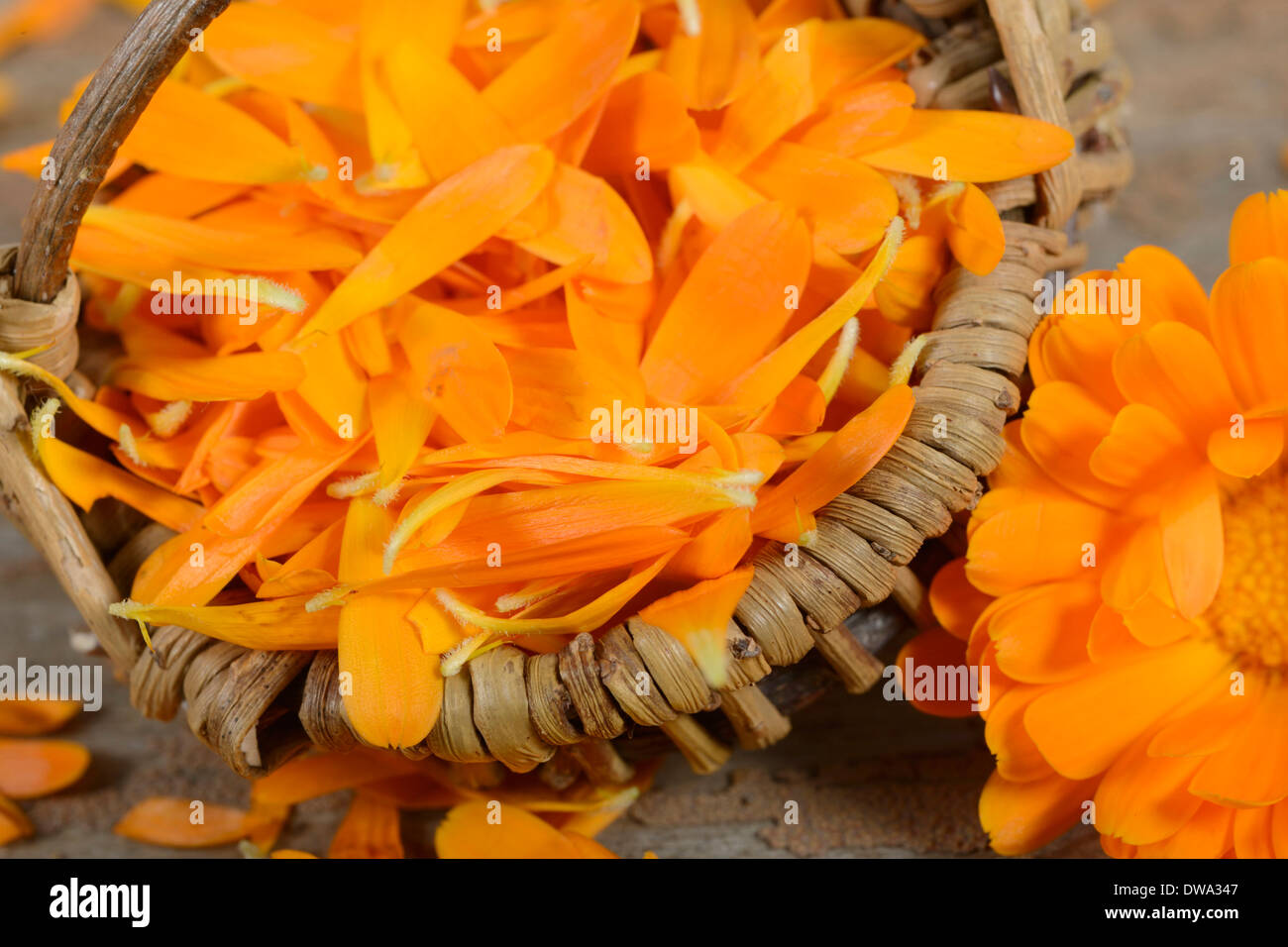 Marigold jardin Banque D'Images