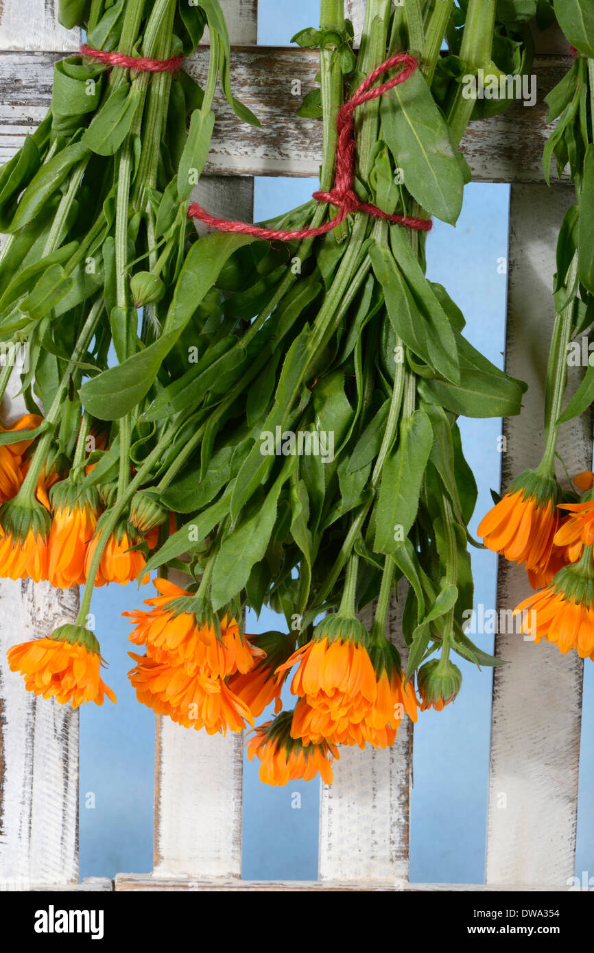 Marigold jardin Banque D'Images