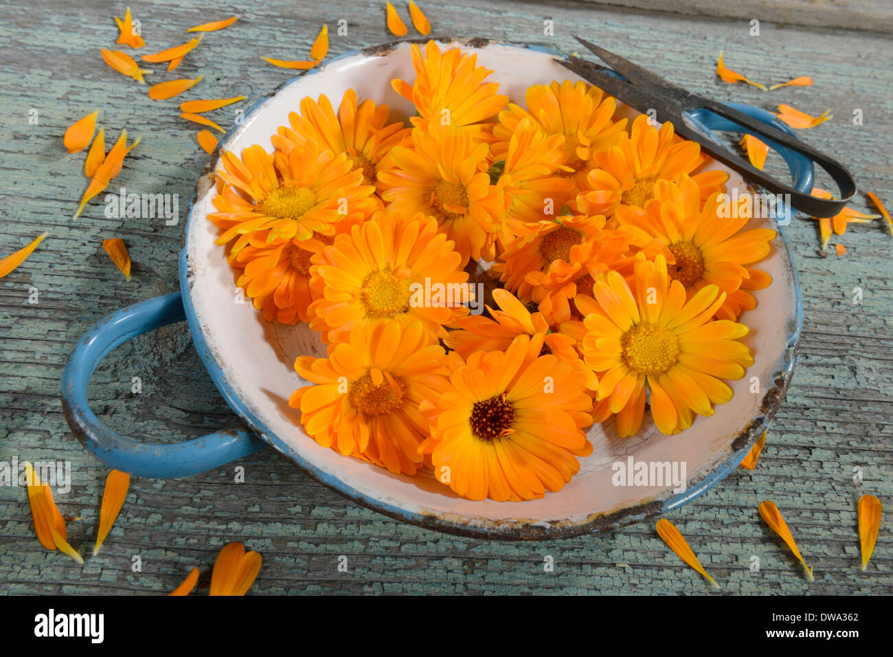 Marigold jardin Banque D'Images