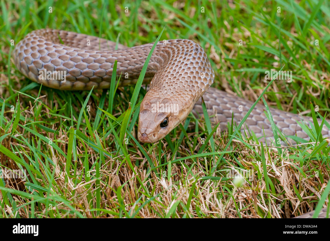 L'Est de serpent brun Pseudonaja textilis Banque D'Images