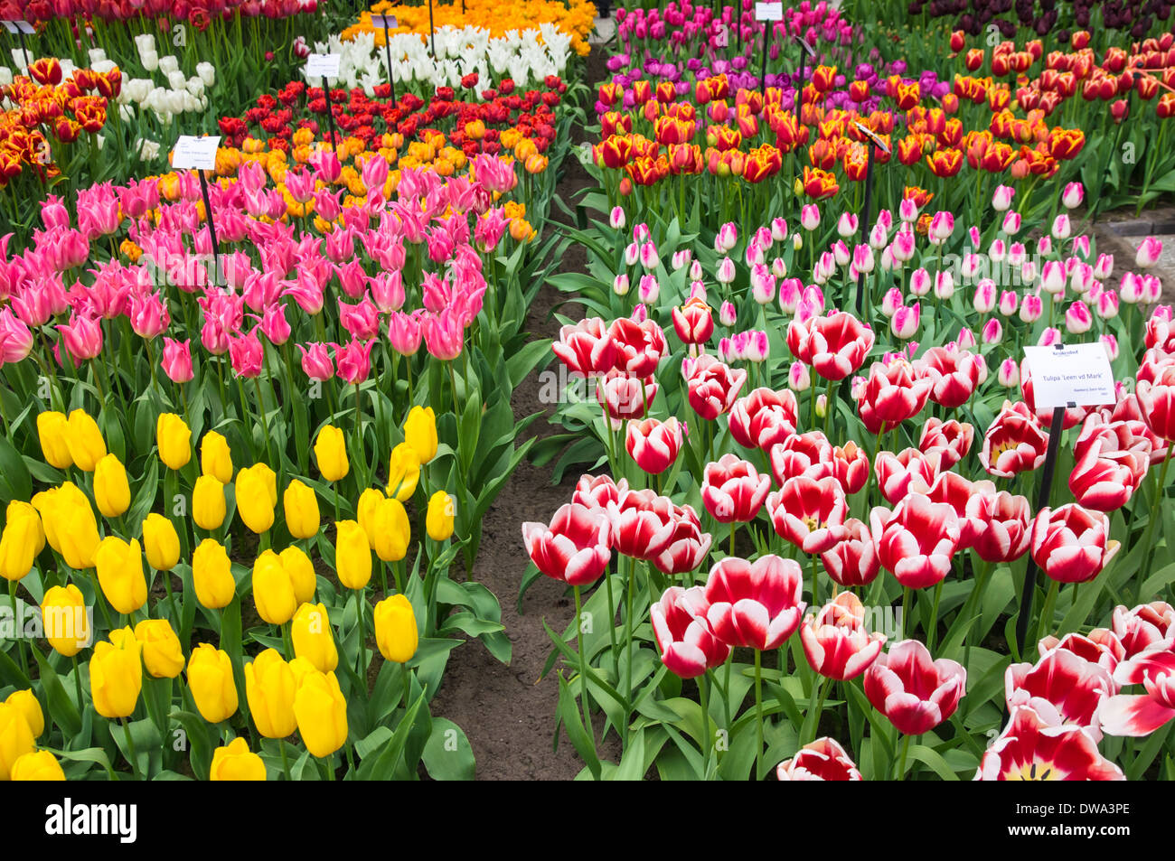 Fleur annuelle affichage à jardins de Keukenhof, Pays-Bas Banque D'Images