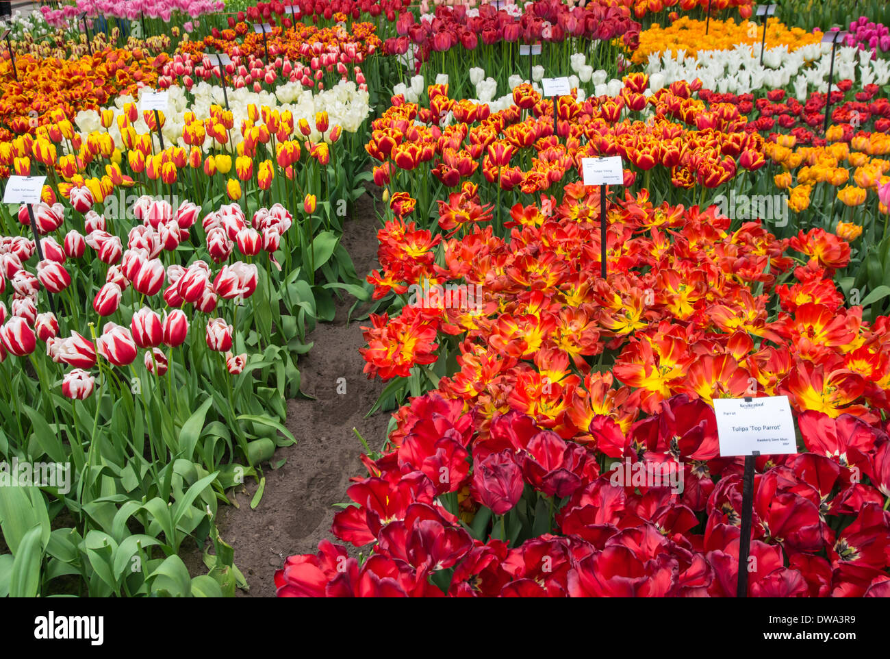 Fleur annuelle affichage à jardins de Keukenhof, Pays-Bas Banque D'Images
