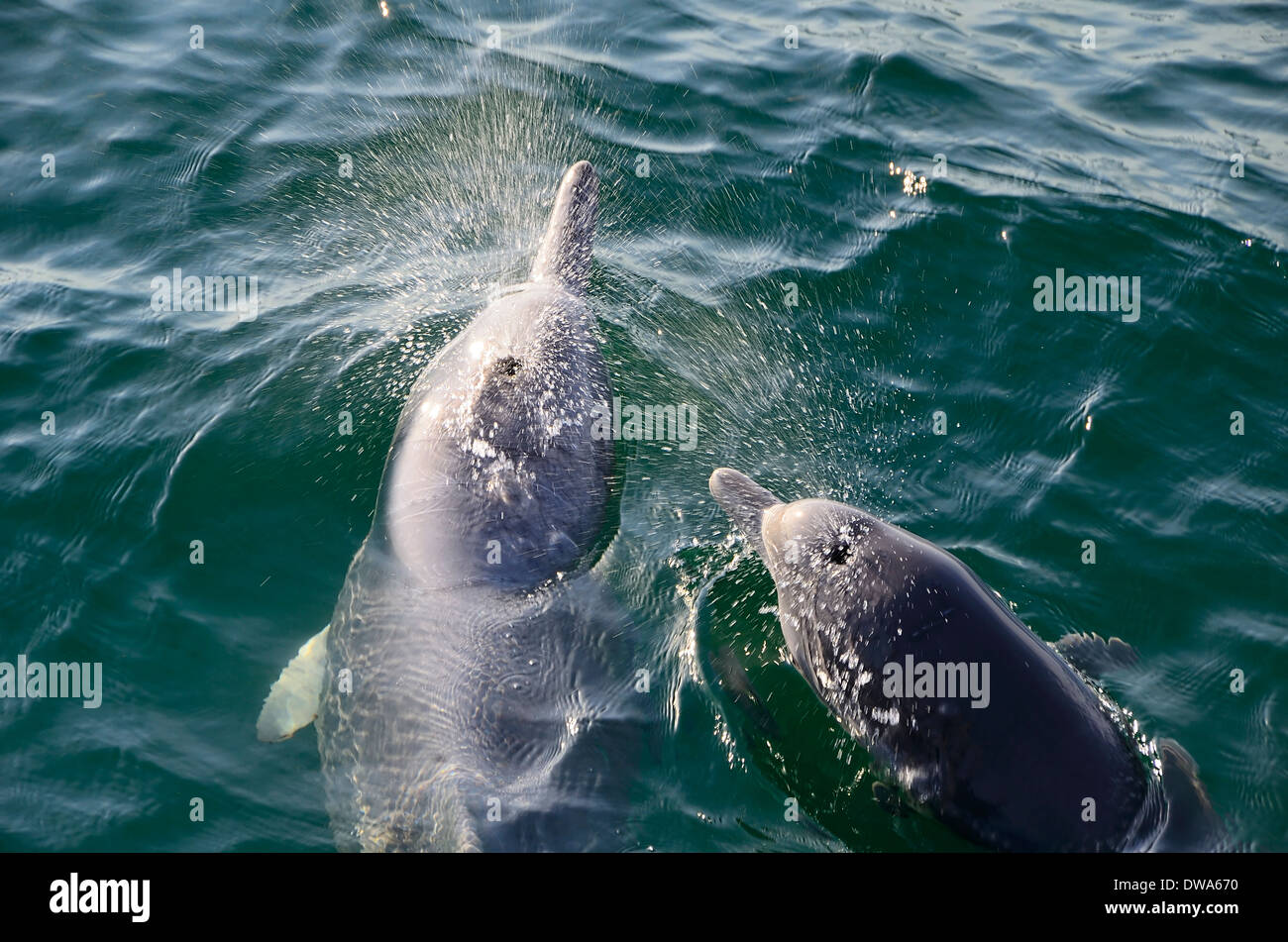 Sousa chinensis Chinese white dolphin, Dolphin à bosse du Pacifique ou à bosse de l'Indo-Pacifique dolphin Banque D'Images