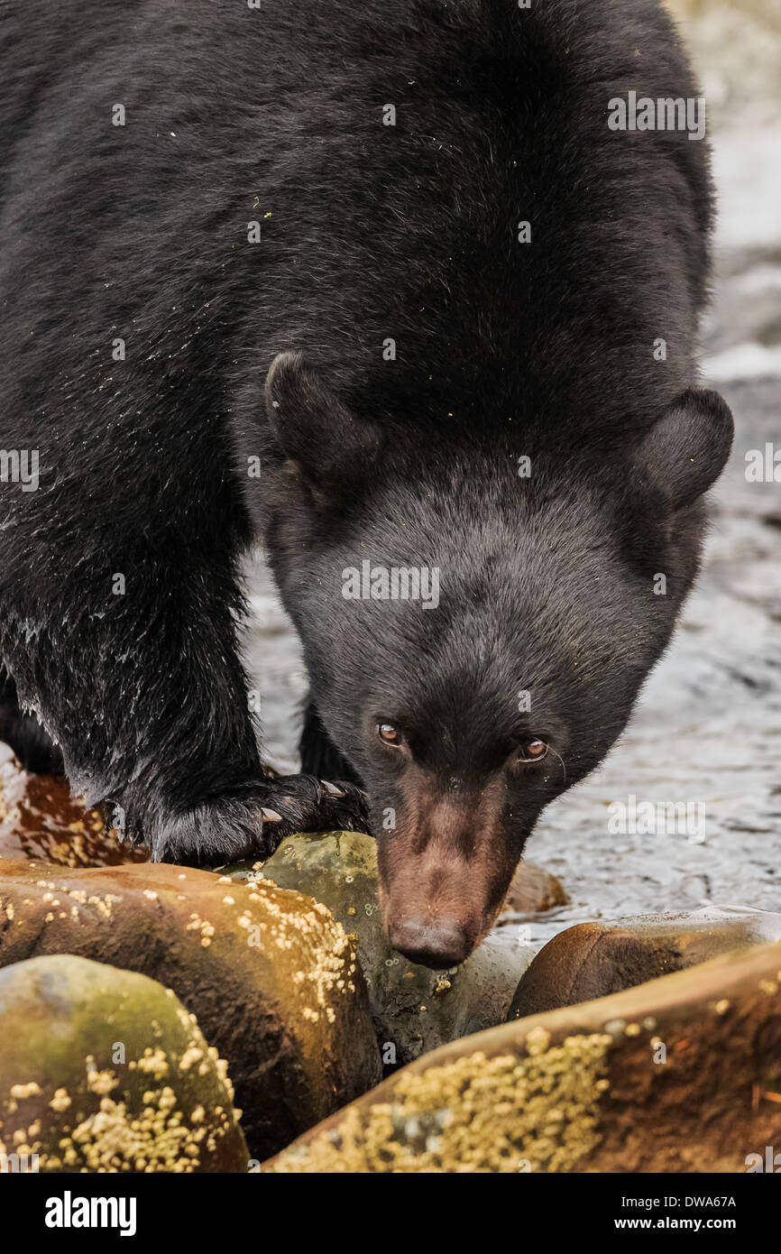 Un ours noir. Banque D'Images