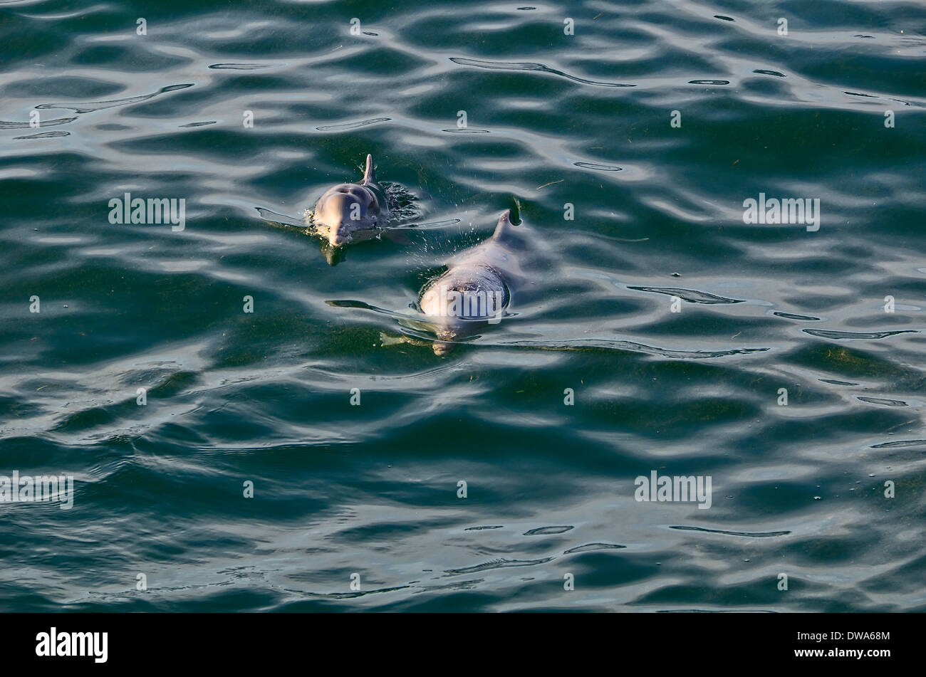 Sousa chinensis Chinese white dolphin, Dolphin à bosse du Pacifique ou à bosse de l'Indo-Pacifique dolphin Banque D'Images