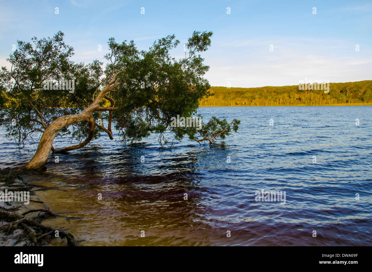 Brown Lake est un lac du Nord sur Stradbroke Island, dans le Queensland, Australie Banque D'Images