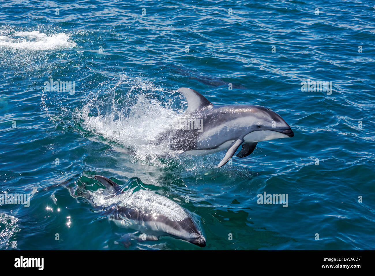 Dauphin à flancs blancs du Pacifique le saut et la natation dans l'océan. Banque D'Images