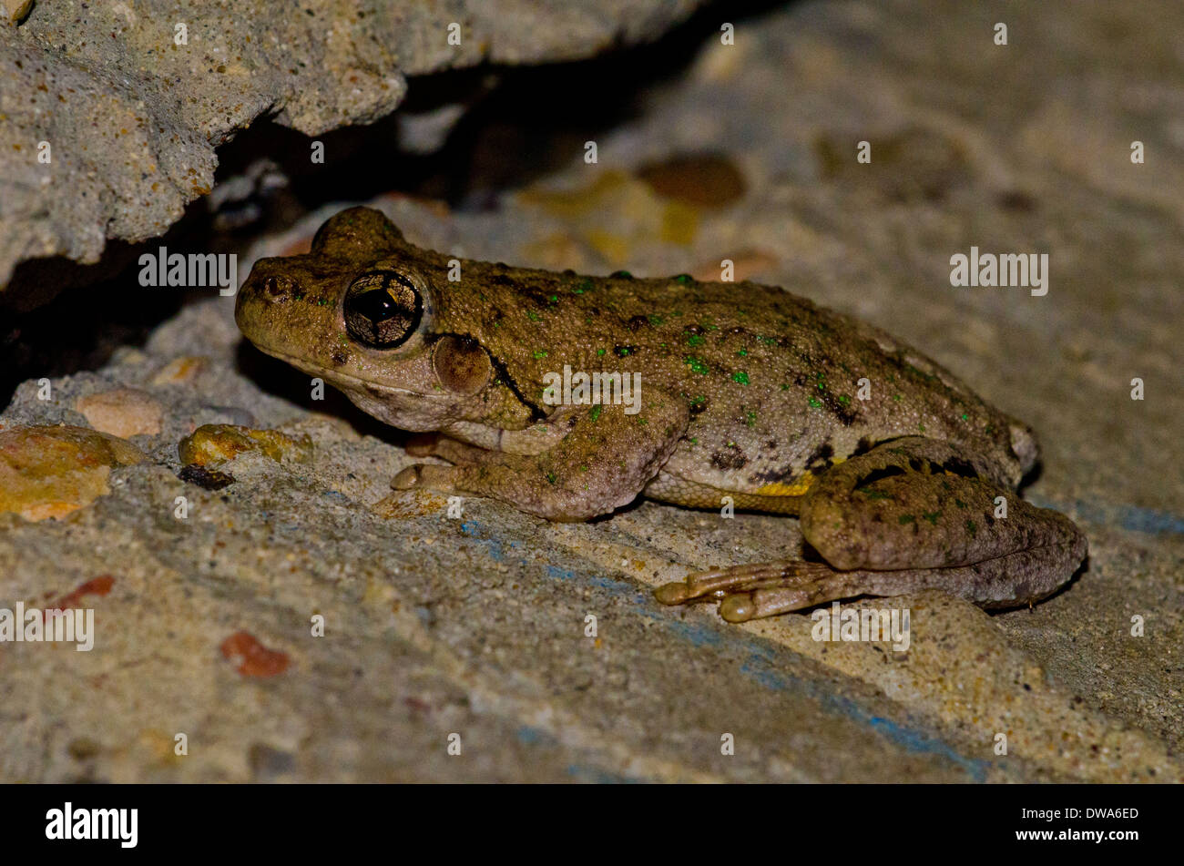 Peron's tree frog, la grenouille maculée d'émeraude, le rire rainette, ou la grenouille Litoria peronii cackle maniaque Banque D'Images