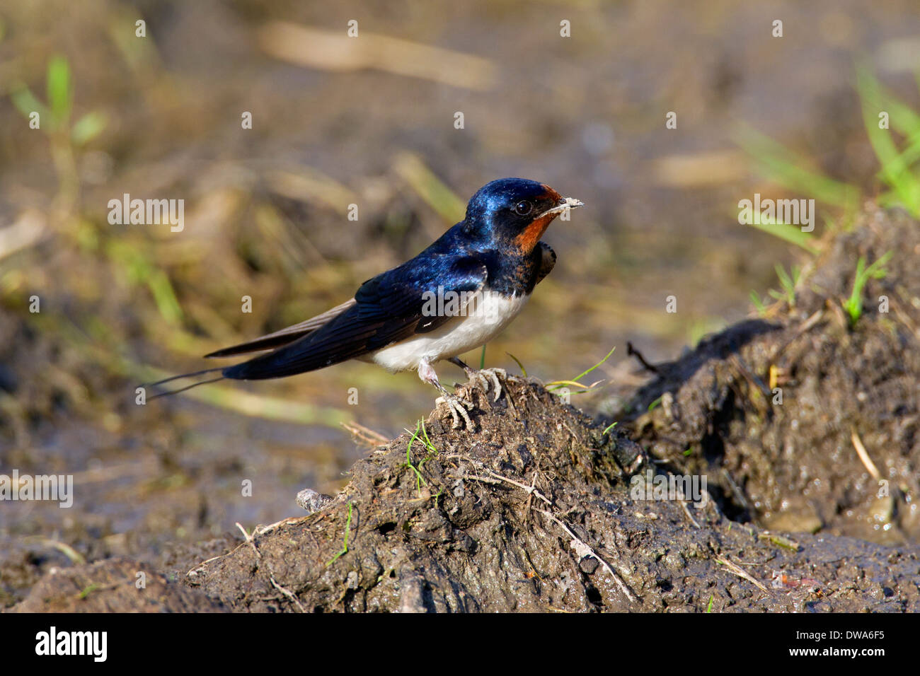 Hirondelle se rassemblant pour son nid Banque de photographies et d — free download