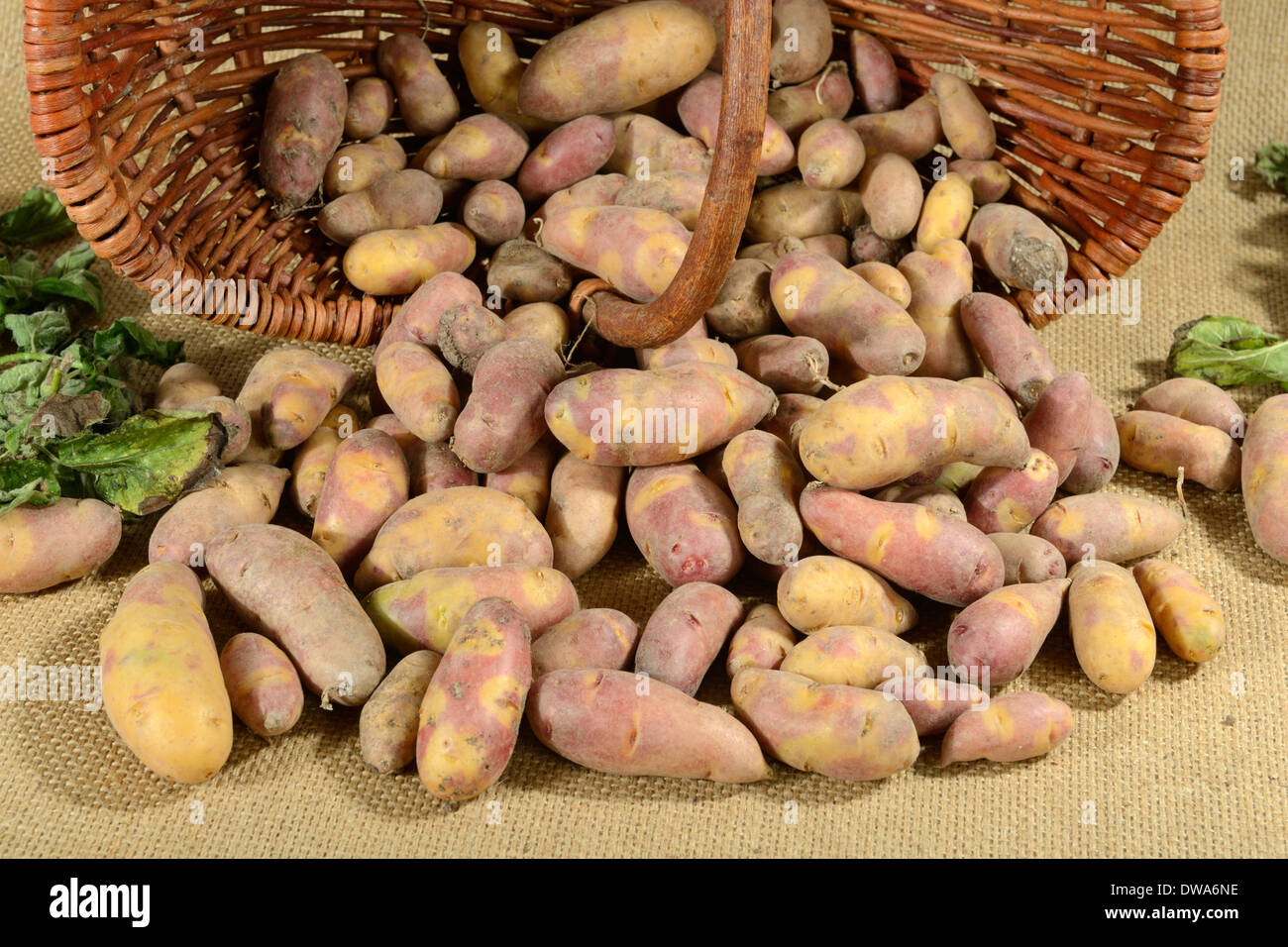 Crépuscule Maya de pommes de terre Banque D'Images