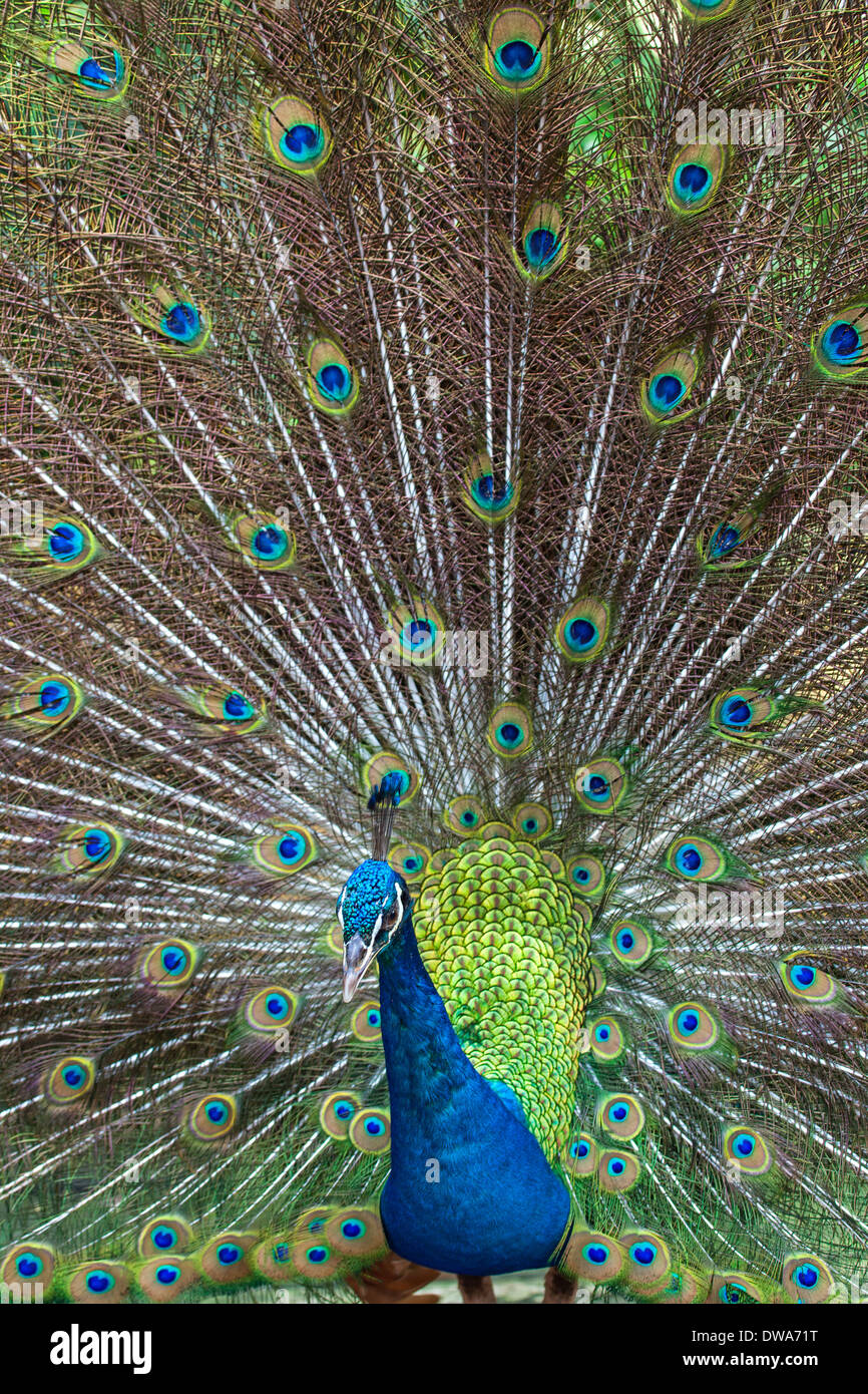 Un Indien paons bleus (Pavo cristatus) Banque D'Images