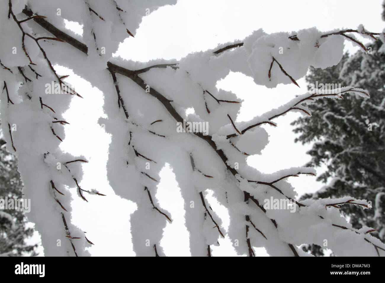 Allemagne Forêt-Noire en hiver avec de la neige Banque D'Images