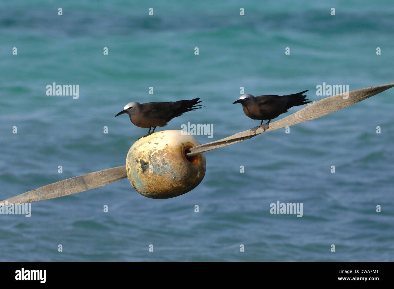 Deux noddi brun sur une corde dans le parc national de los Roques, Venezuela Banque D'Images