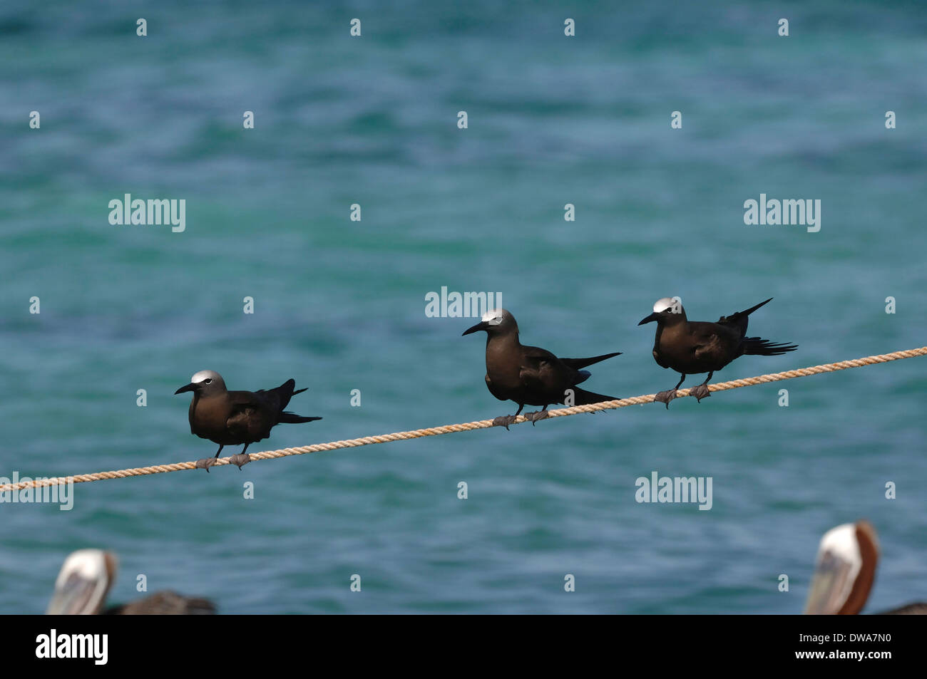 Noddi brun sur une corde dans le parc national de los Roques, Venezuela Banque D'Images