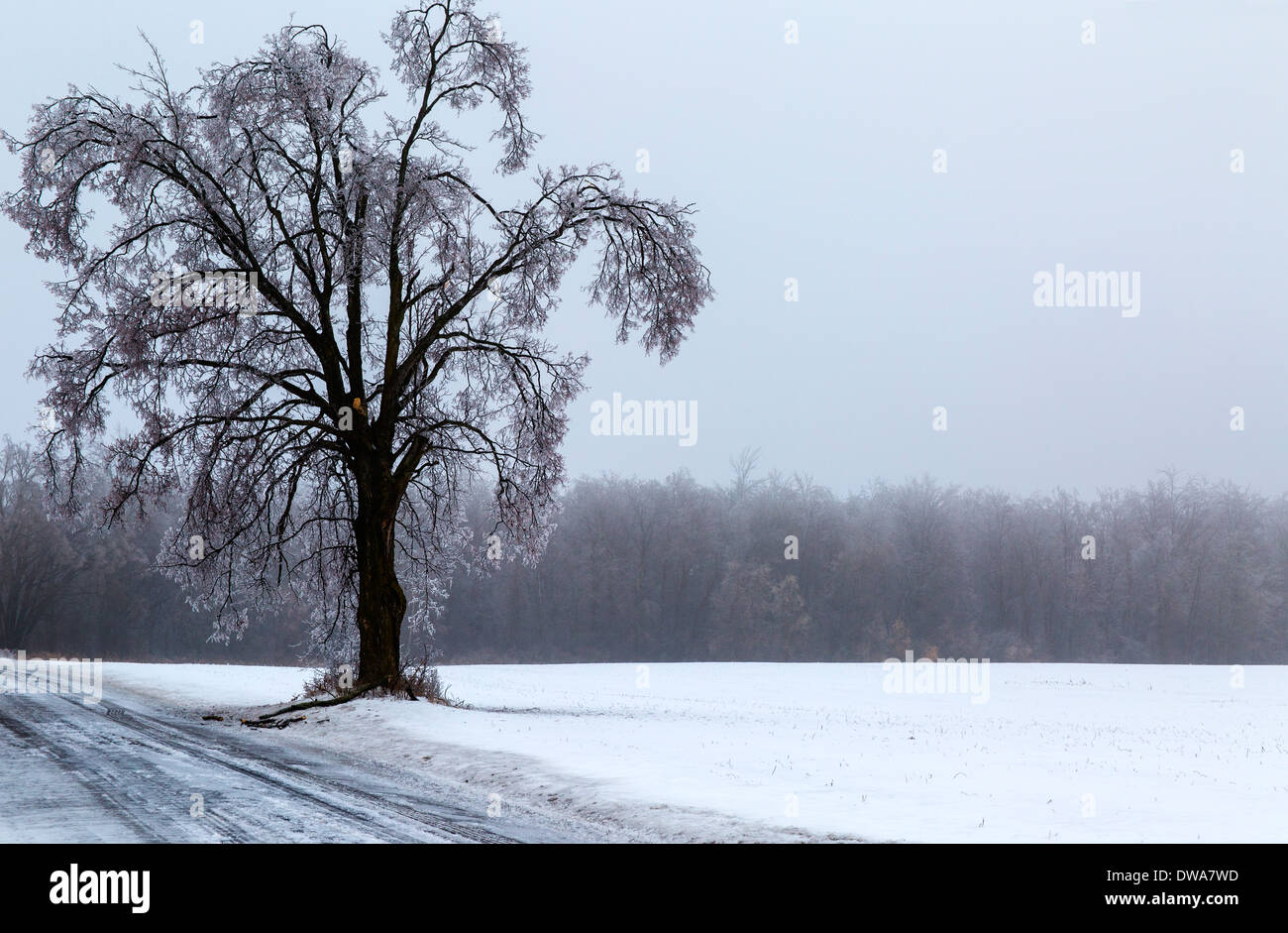 Arbre dans la tempête de glace en hiver, Ontario Canada Banque D'Images