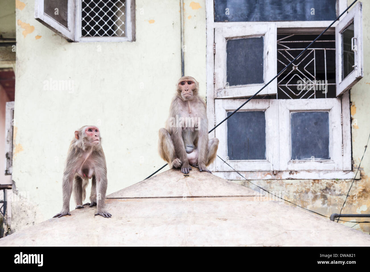 Deux macaques rhésus ou Bhandar singes (Macaca mulatta) randonnées entre les appartements à New Delhi, Inde Banque D'Images