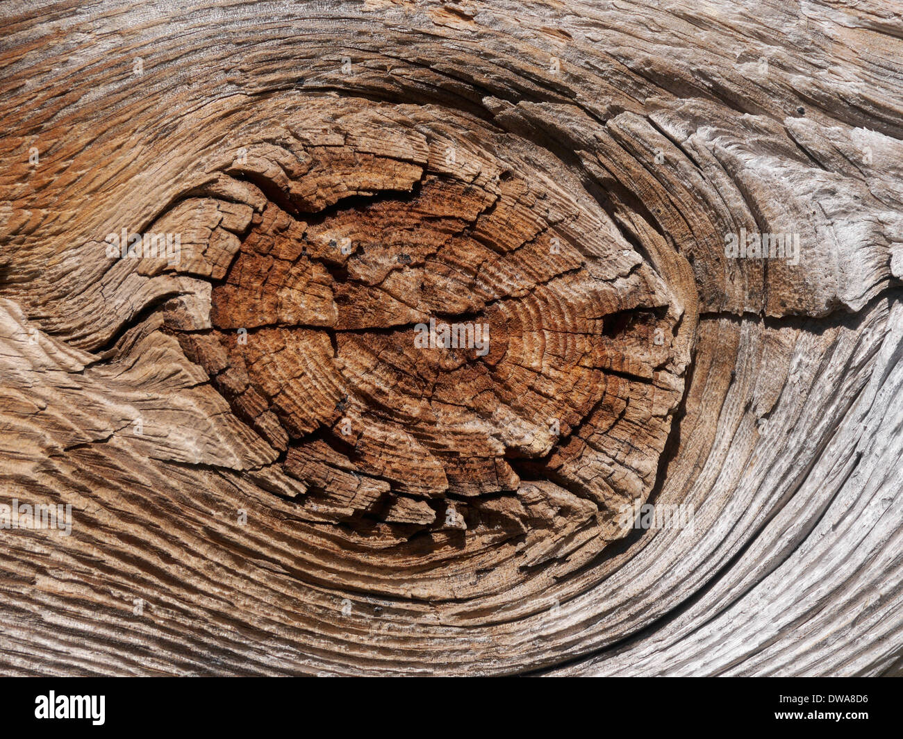 faire un nœud dans le bois Photo Stock - Alamy