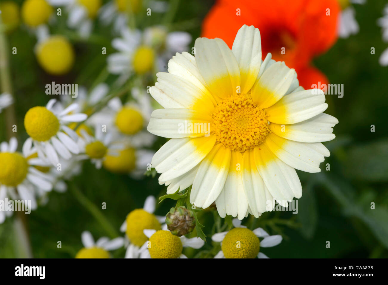 Chrysanthème Banque D'Images