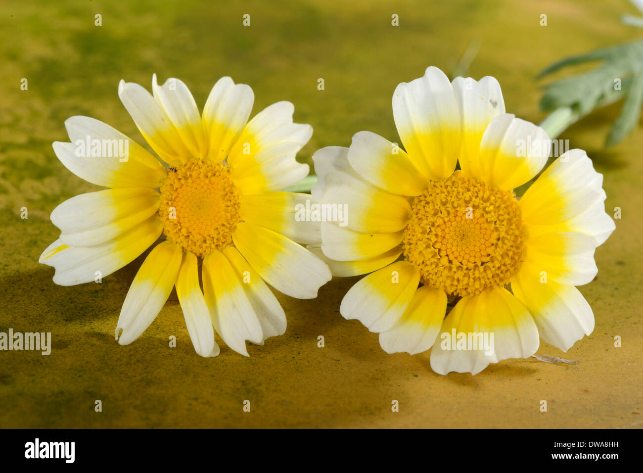 Chrysanthème Banque D'Images