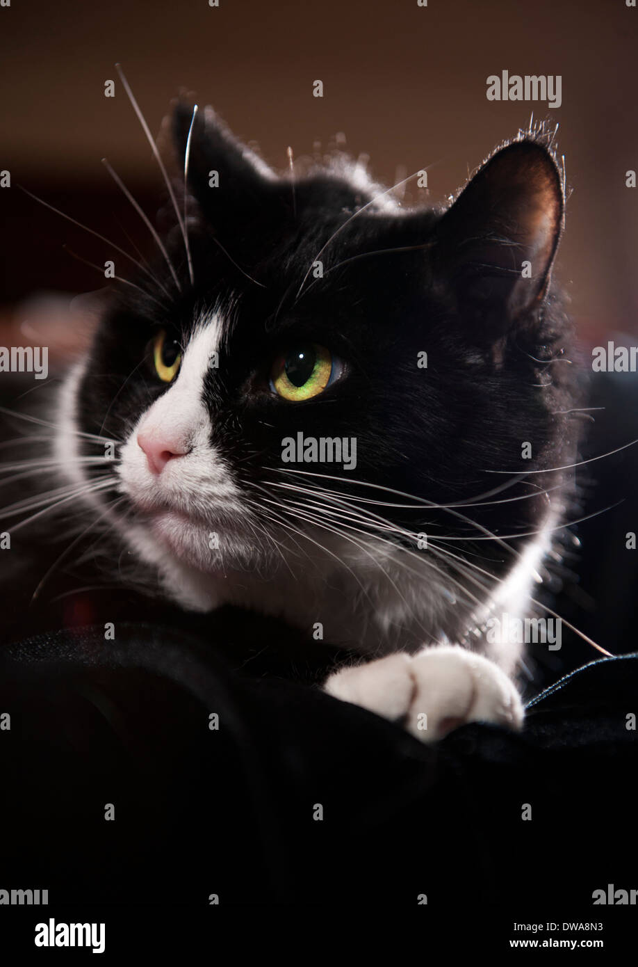 'Noir et blanc' tuxedo Cat Banque D'Images