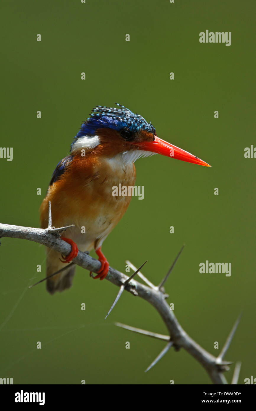 Martin-pêcheur huppé (Alcedo cristata) perché sur une branche du parc national Kruger en Afrique du Sud Banque D'Images