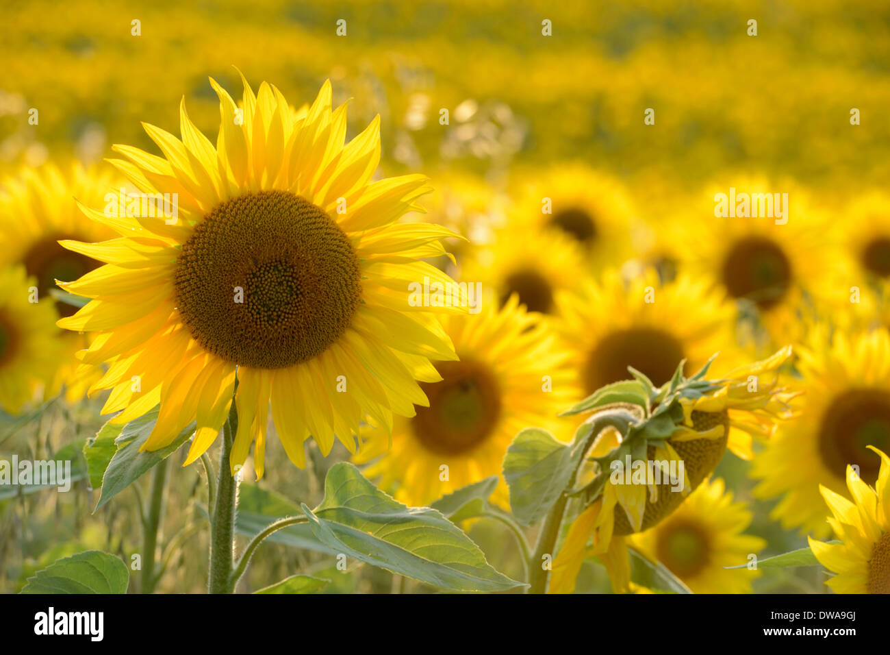 Tournesol Banque D'Images