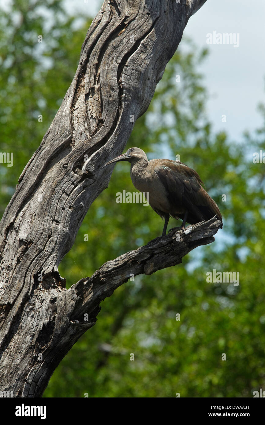(Bostrychia hagedash Ibis hagedash) perché sur une branche, parc national Kruger en Afrique du Sud Banque D'Images
