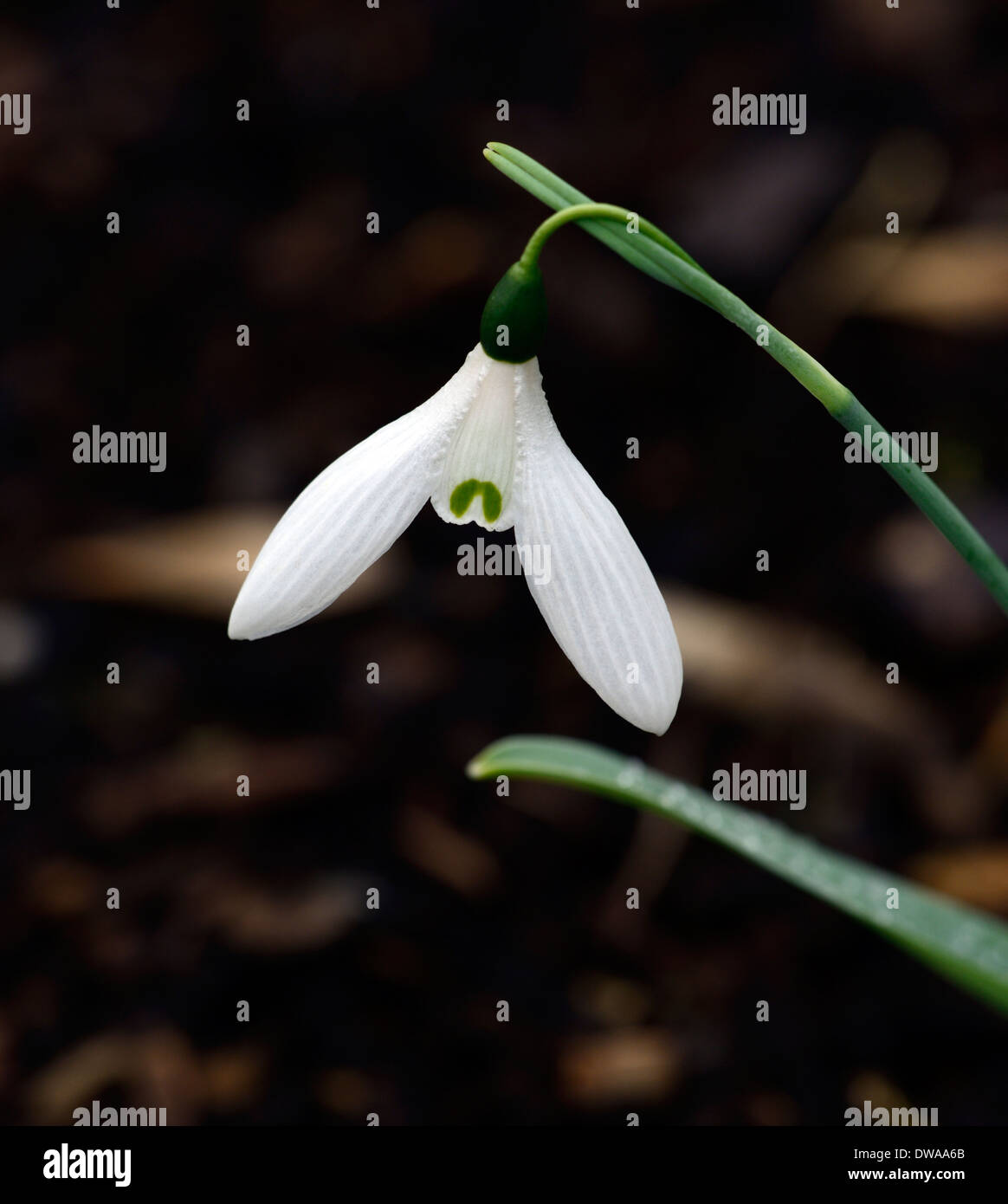 Galanthus g f handel blanc fleur fleurs snowdrop perce-neige marquage vert printemps bulbes G.F. Händel Banque D'Images