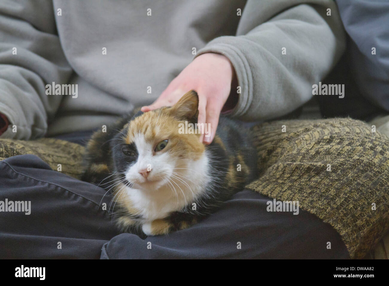 Gros plan d'une belle chatte calicot assis sur un tour d'être caressé Banque D'Images