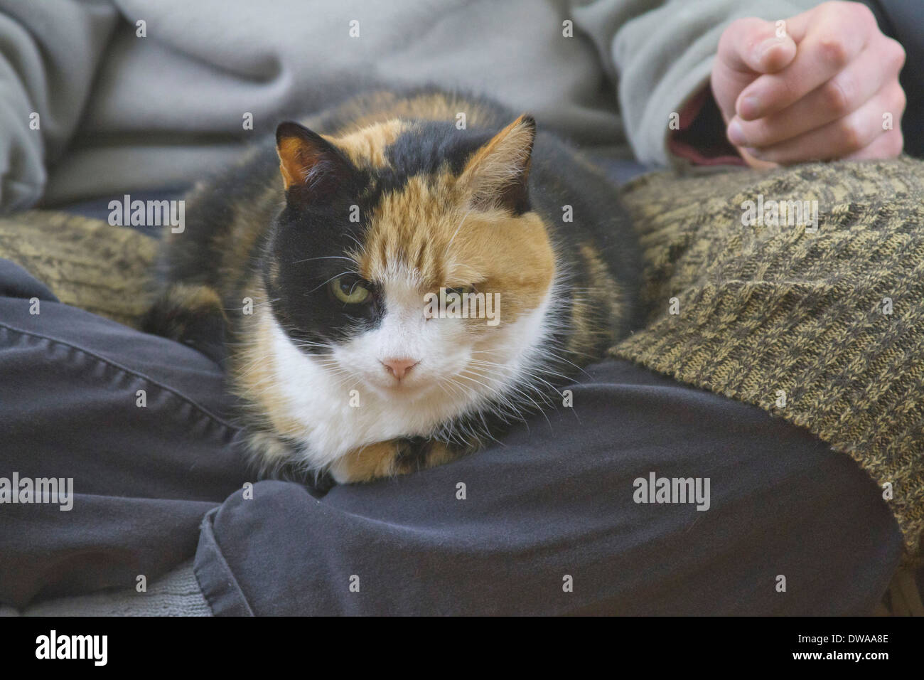 Close up d'un chat calico confortablement assis sur un tour Banque D'Images