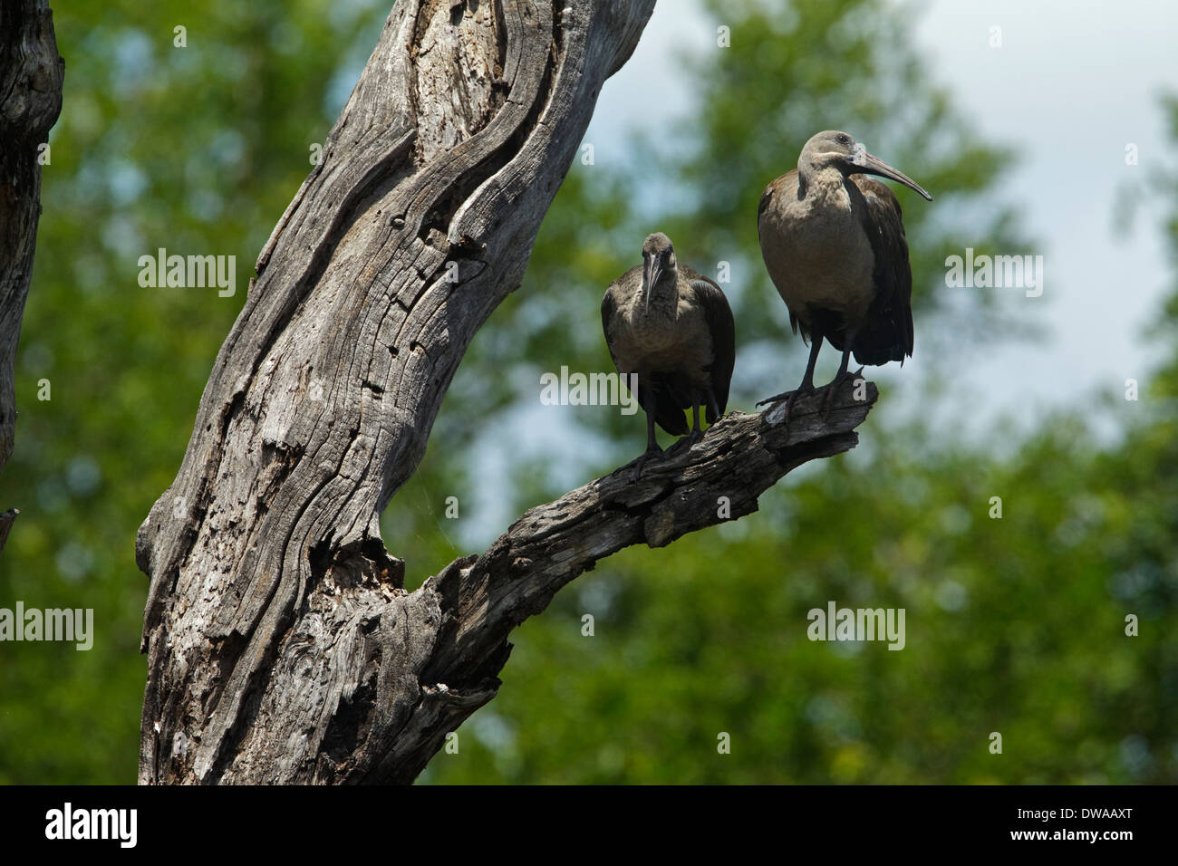 (Bostrychia hagedash Ibis hagedash) perché sur une branche, parc national Kruger en Afrique du Sud Banque D'Images