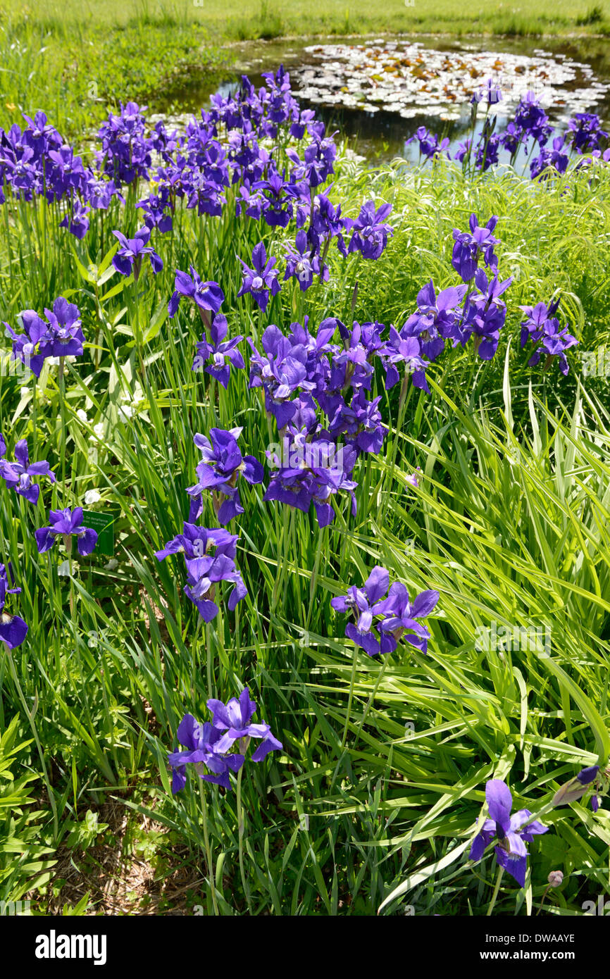 Iris de Sibérie Banque D'Images