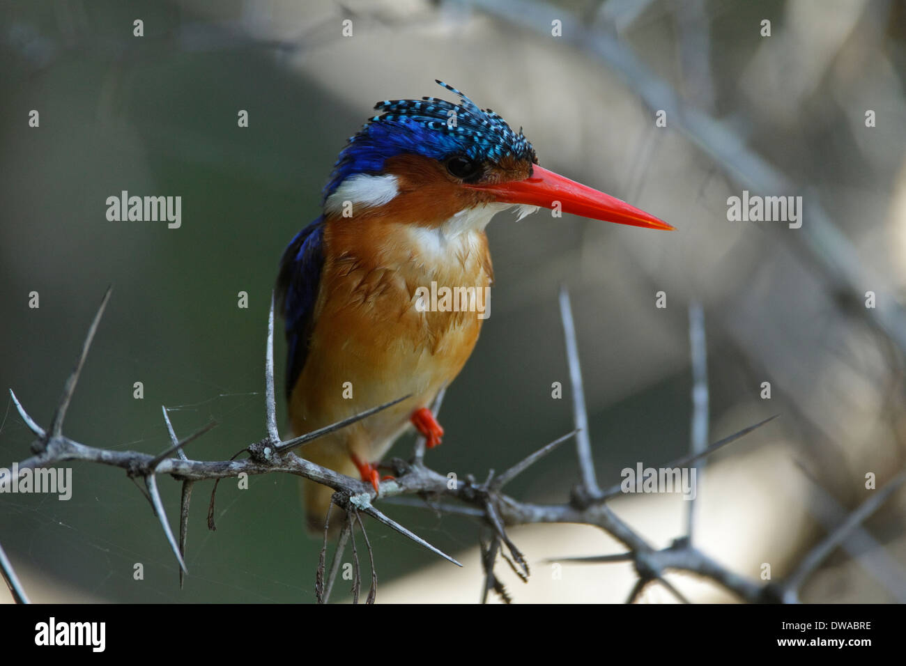 Martin-pêcheur huppé (Alcedo cristata) perché sur une branche du parc national Kruger en Afrique du Sud Banque D'Images