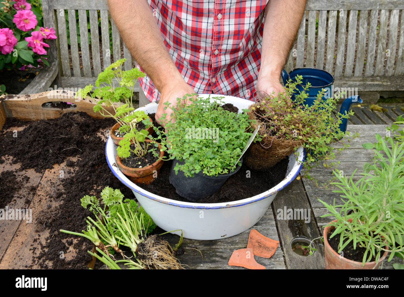 Boîte à fleurs plantation Banque D'Images