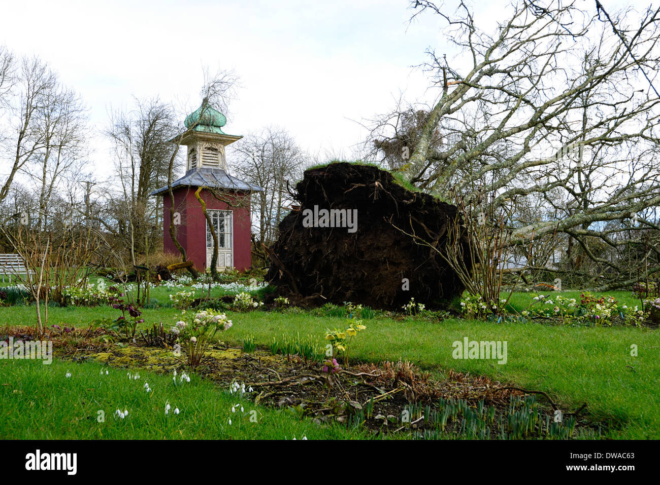 Vent de tempête dommages force ouragan abattu d'hiver arbre tombé angela jupe bellefield chambre offaly Banque D'Images