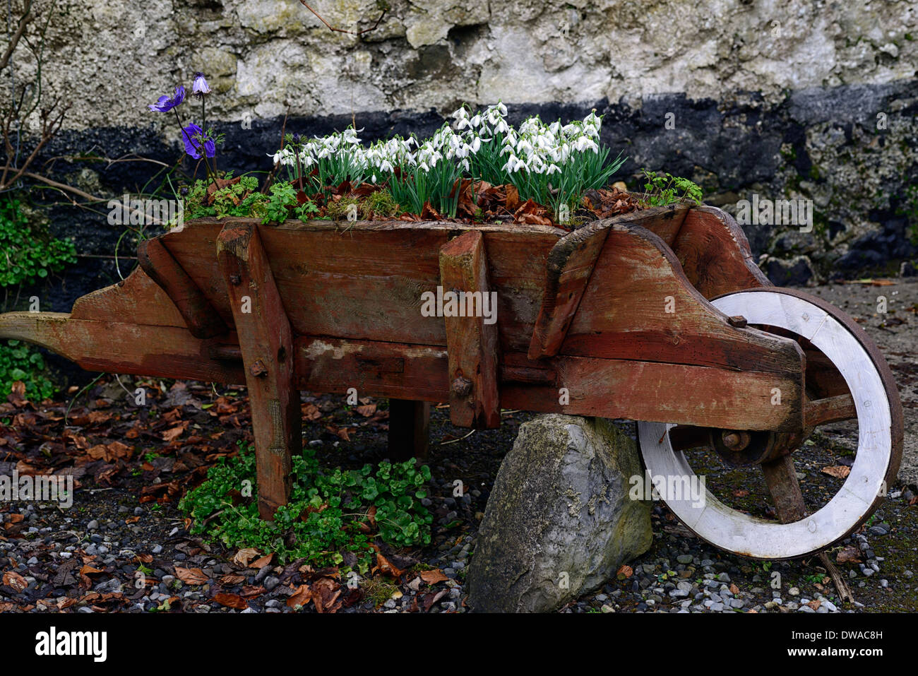 Brouette en bois bois rempli de Spring Garden Design fonctionnalité perce-neige printemps fleurs fleur floraison ampoule Banque D'Images