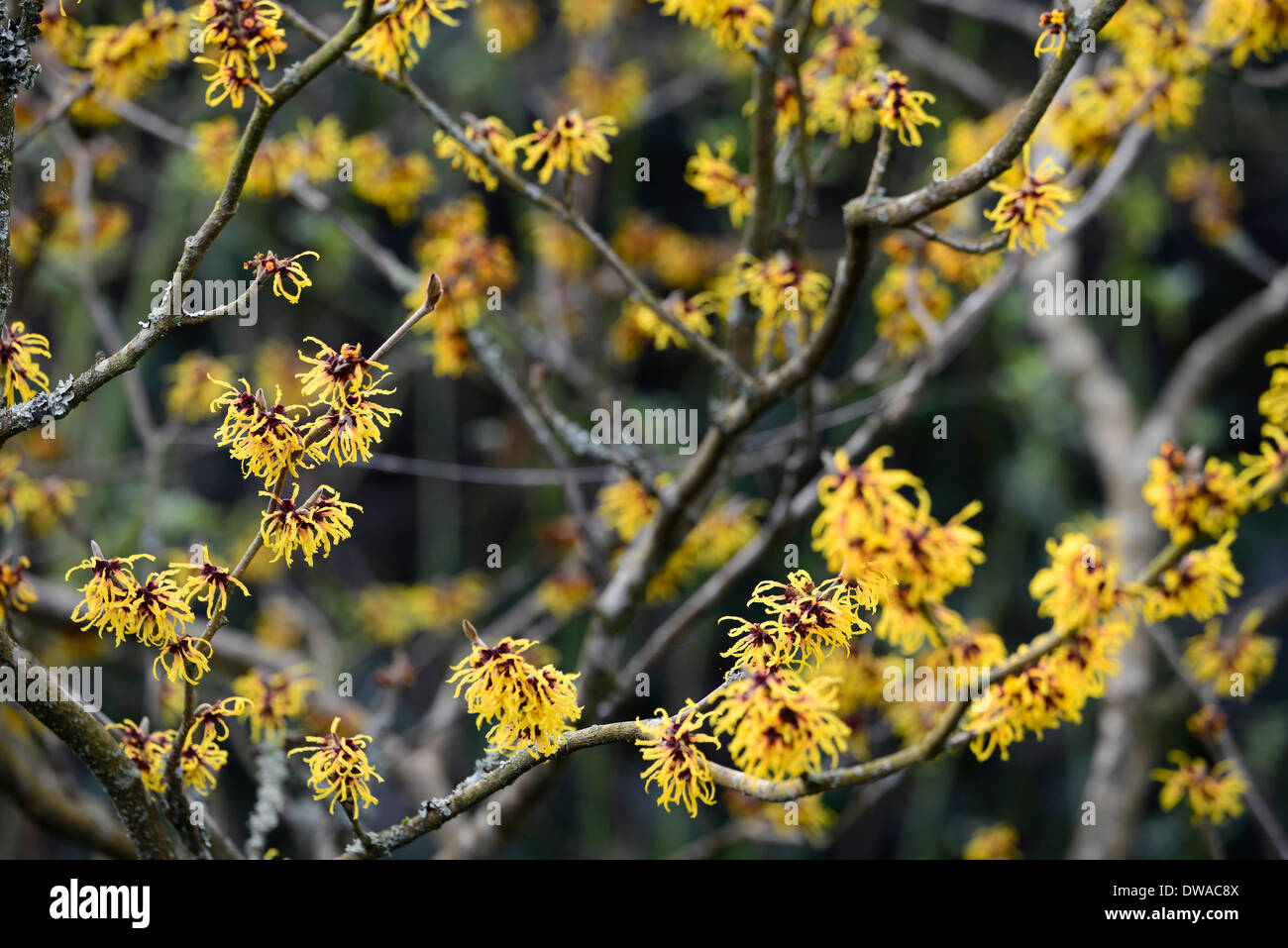 Hamamelis mollis hamamélis chinois hiver jaune noisetiers libre focus sélectif arbustes à feuilles caduques arbres fleurs pétales Banque D'Images
