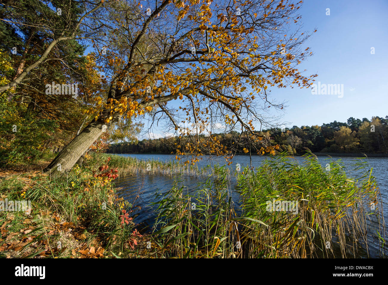 Beetz lac en automne, Brandebourg , Allemagne Banque D'Images