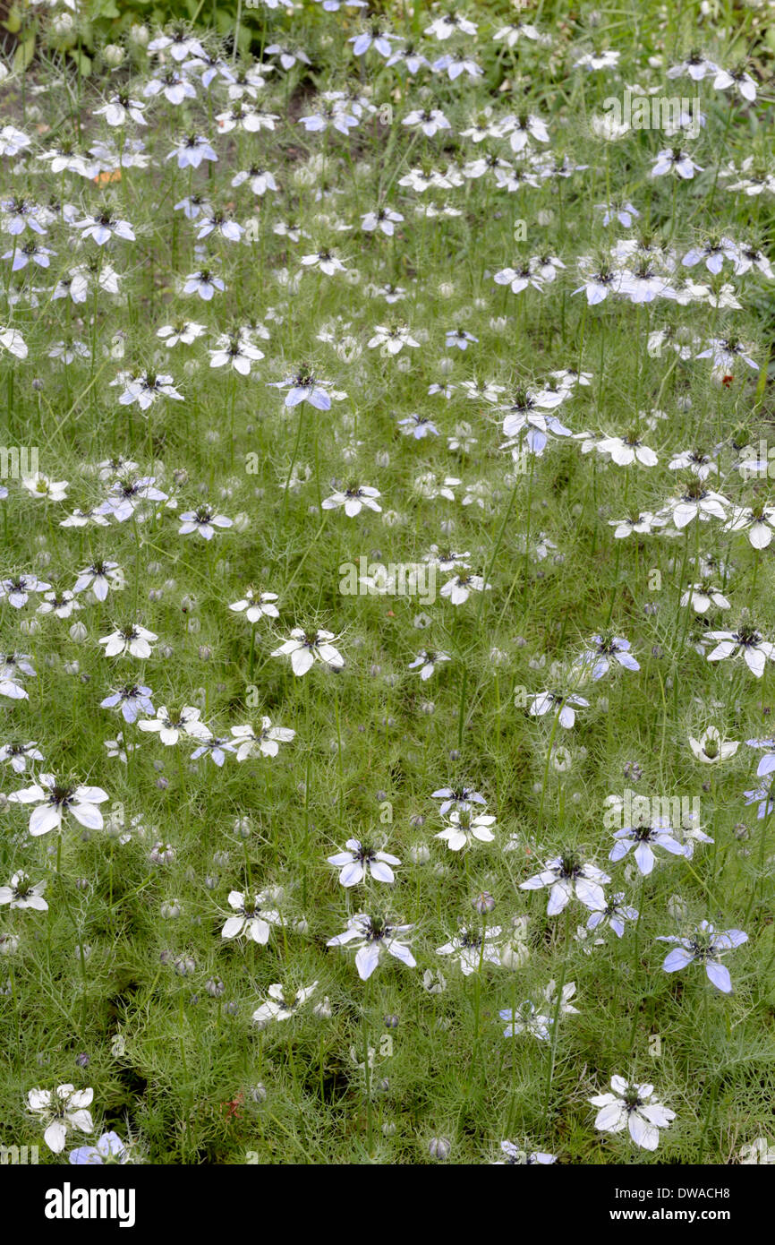 Cumin plant Banque de photographies et d’images à haute résolution Alamy