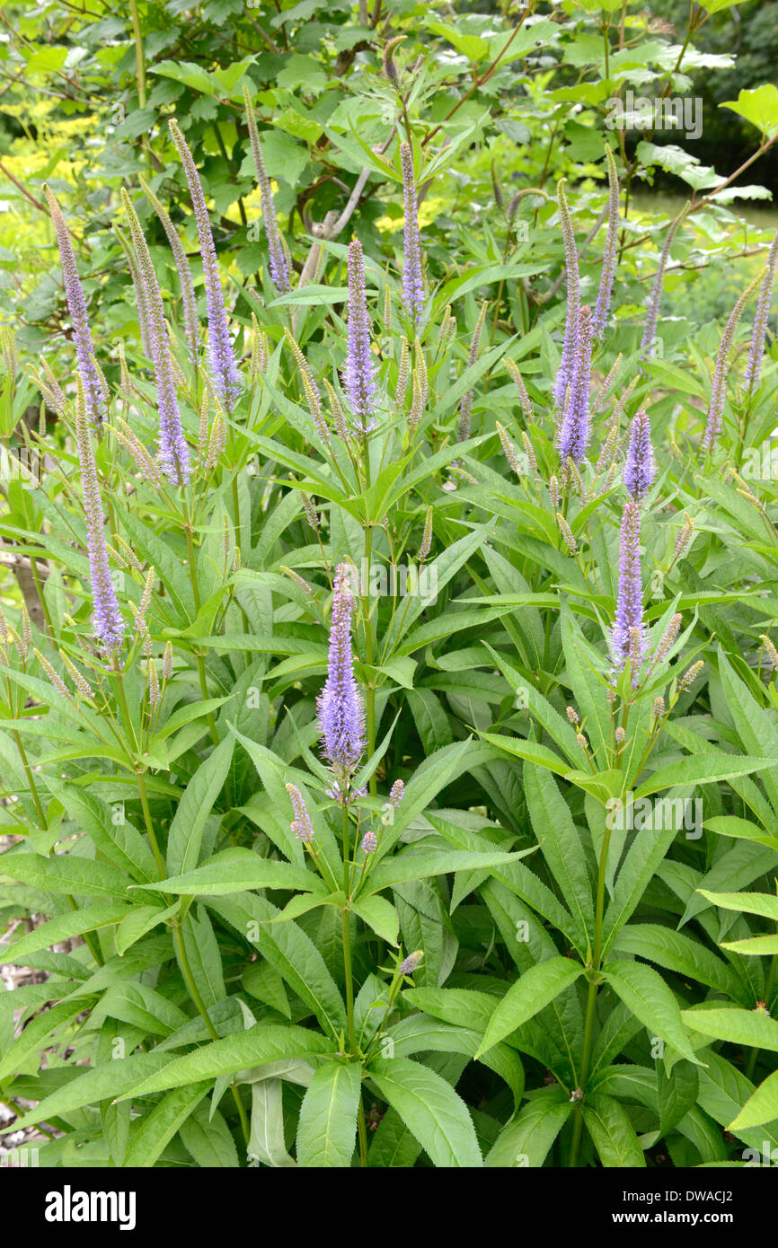 Culver's, racine racine de Bowman Banque D'Images